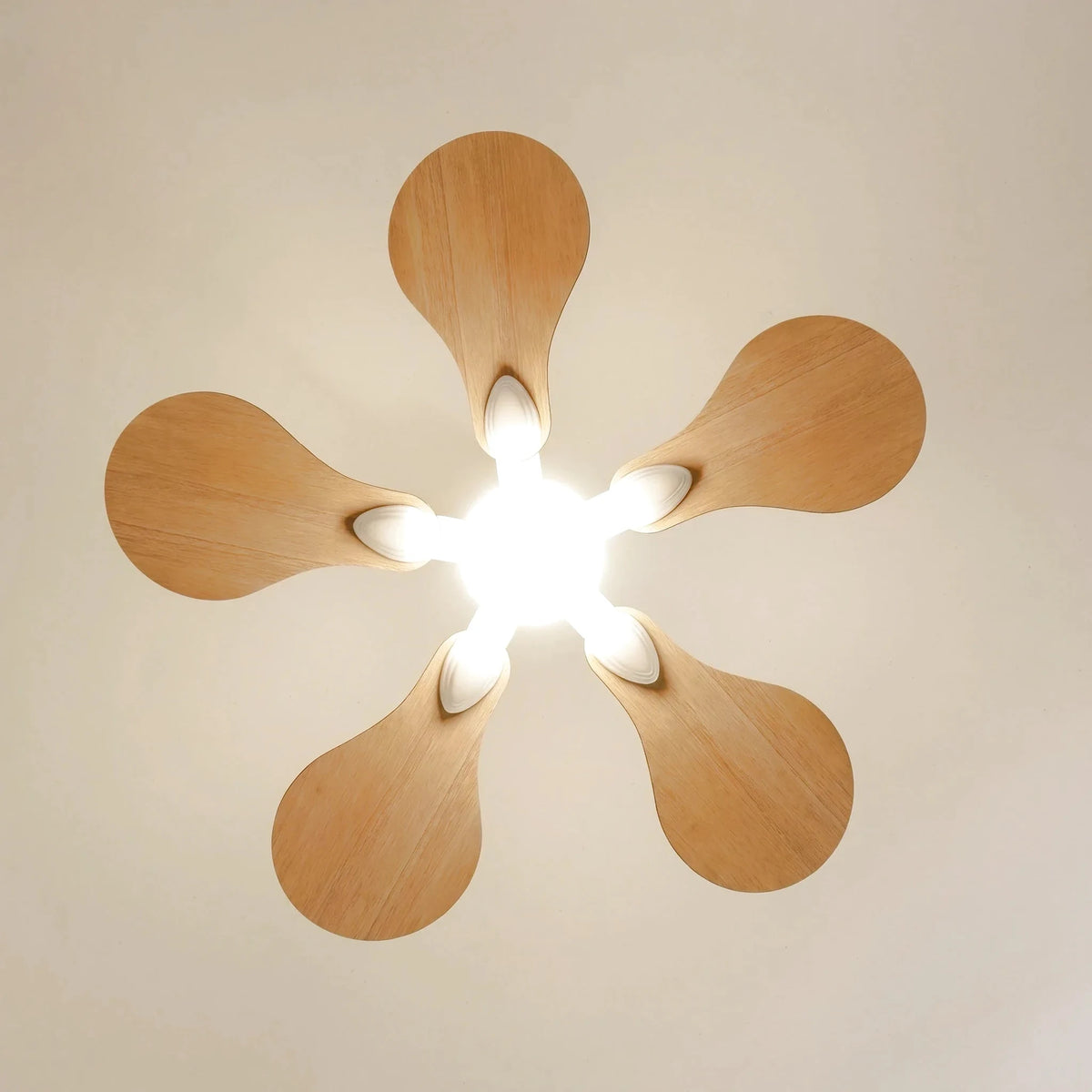 anemone-3-bottom-cropped_studio_v1-edited.webp