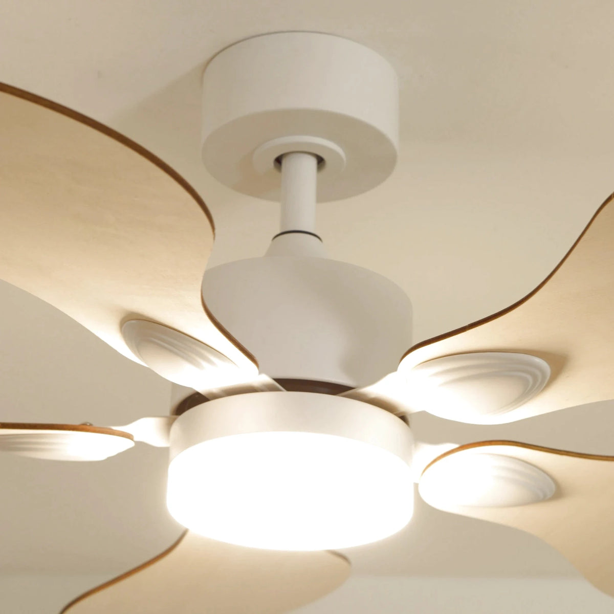 anemone-4-closeup-edited.webp
