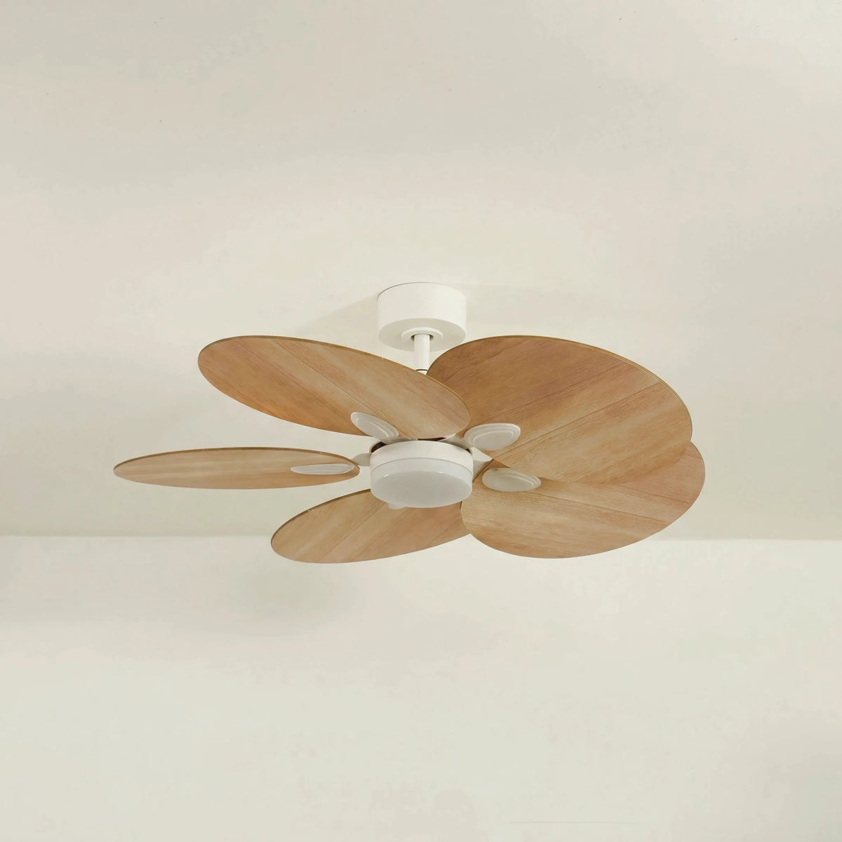 lotus-5-off_studio_v1-edited.webp